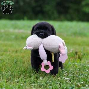 Shadow, Cane Corso Puppy